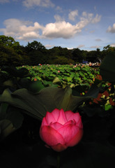 幻想の花　２