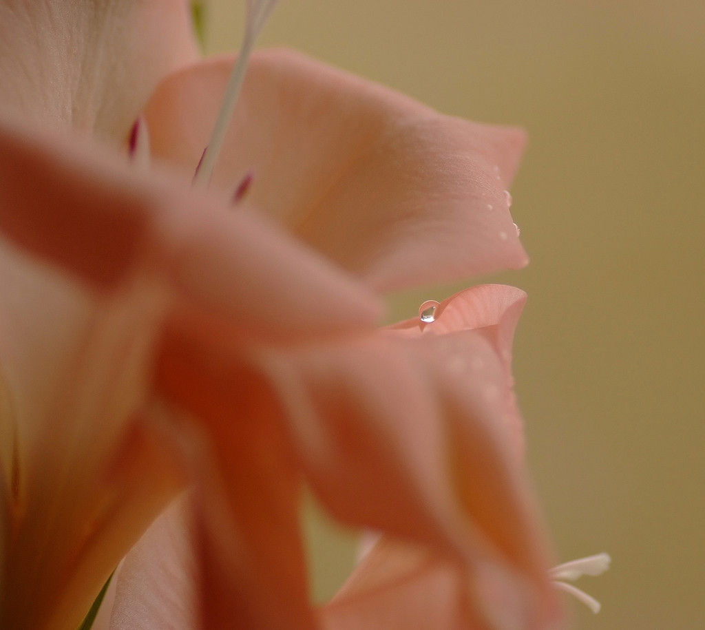 雫と花の物語　７