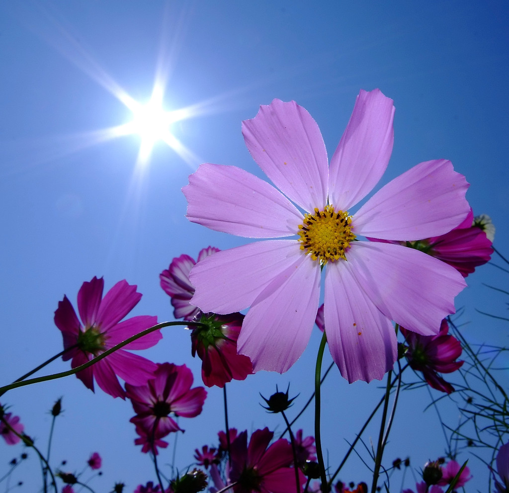 秋花火