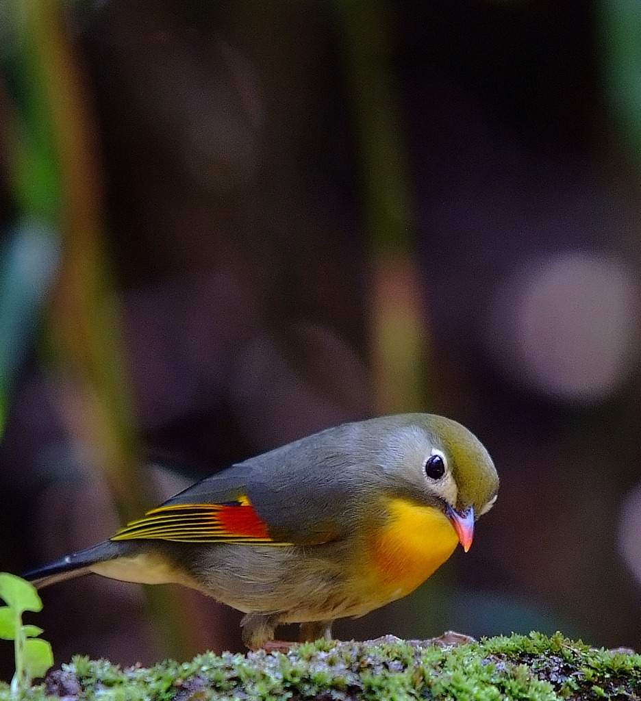 かわいい鳥。。