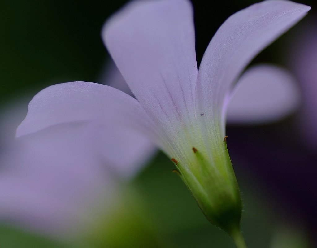やさしい花。。
