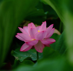 迷宮の花園　１