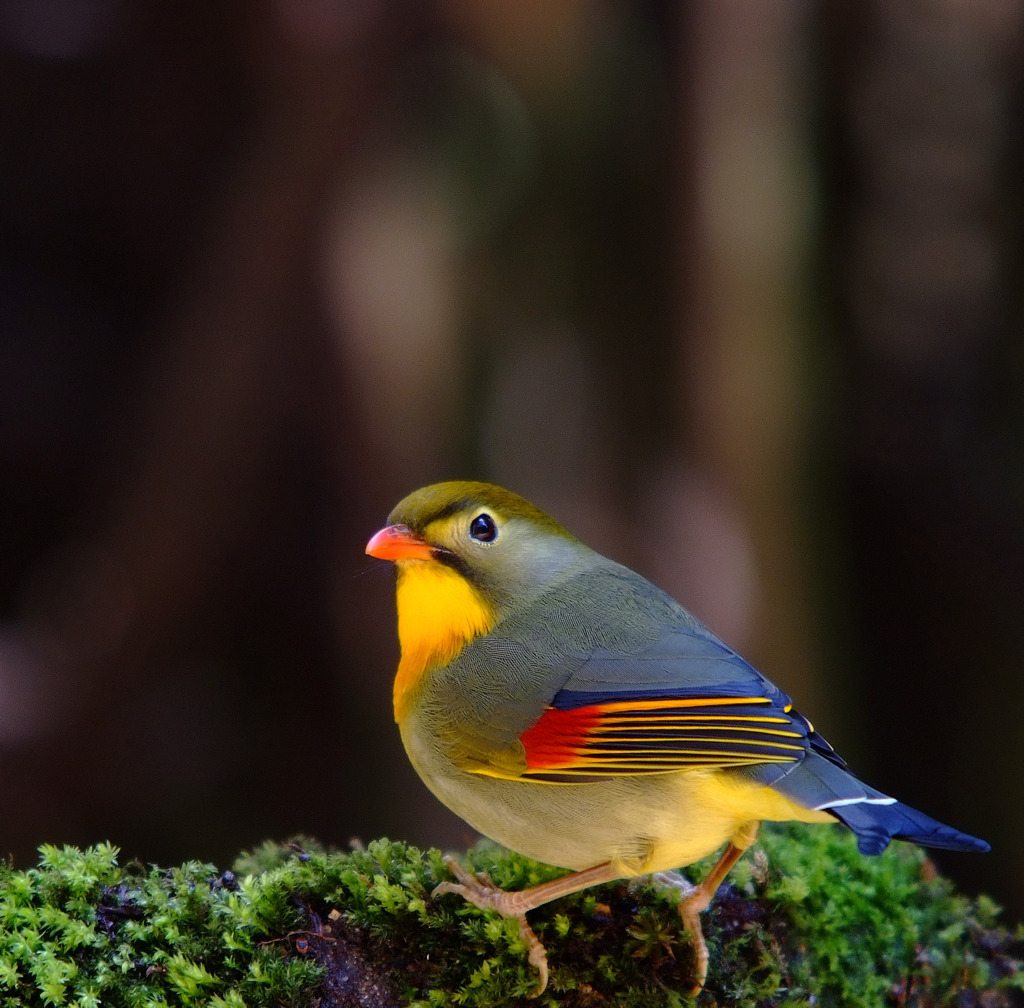 春への扉。。