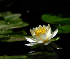 2013・睡蓮物語　（２）