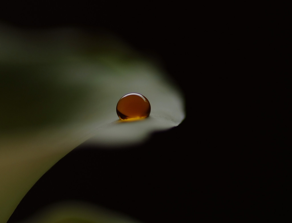 琥珀の世界（２）