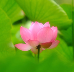 夢物語(5)・蓮