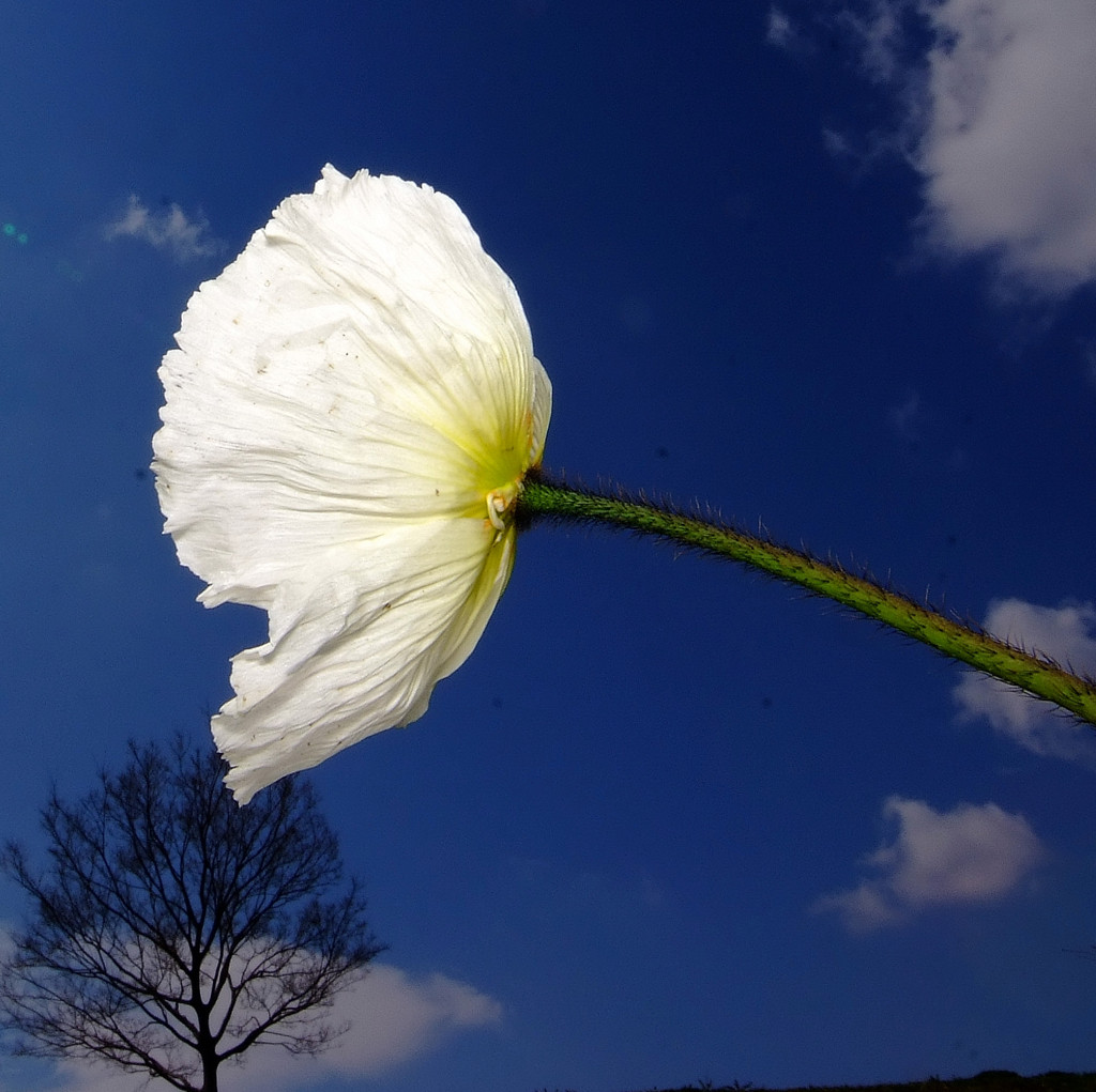 春の恵み（１）