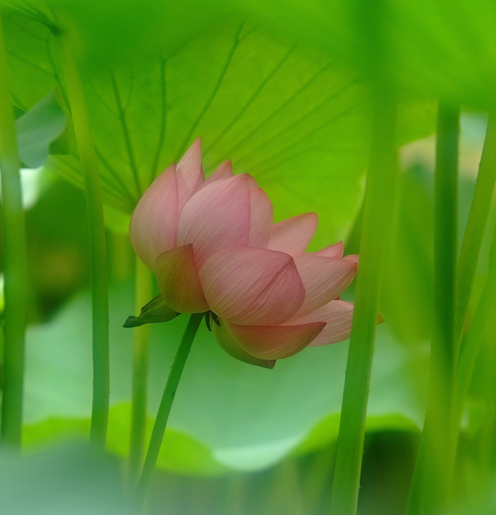 秘密の花園