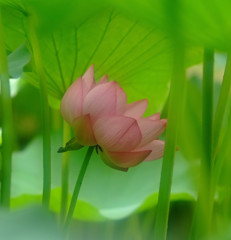秘密の花園