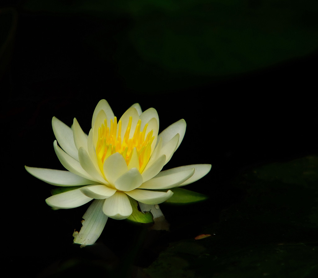 2013・睡蓮物語
