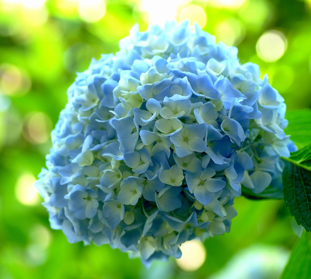2013・紫陽花日記