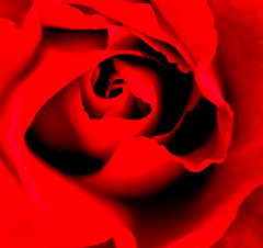 薔薇の世界へ
