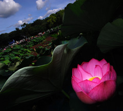 ２０１０　蓮。。