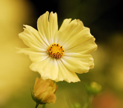 コスモスの世界