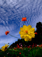 秋空とコスモス　３