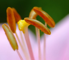 百合　２０１１