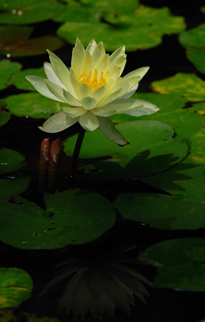 涼を求めて、、