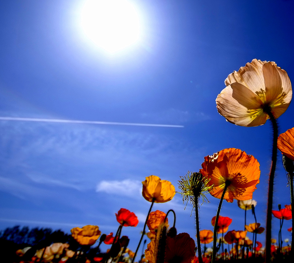 飛行機雲とポピー