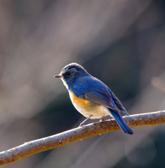 蒼い美しい鳥。