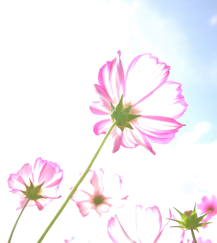 幻想のコスモス。。