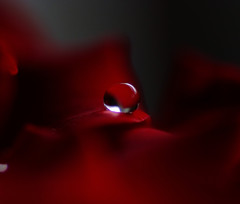 紅の雫