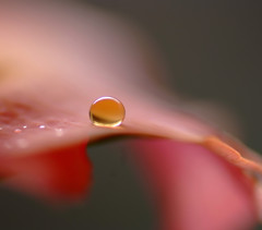 琥珀・雫（５）