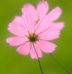 輝き・コスモス