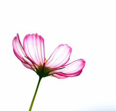 贈り物・コスモス