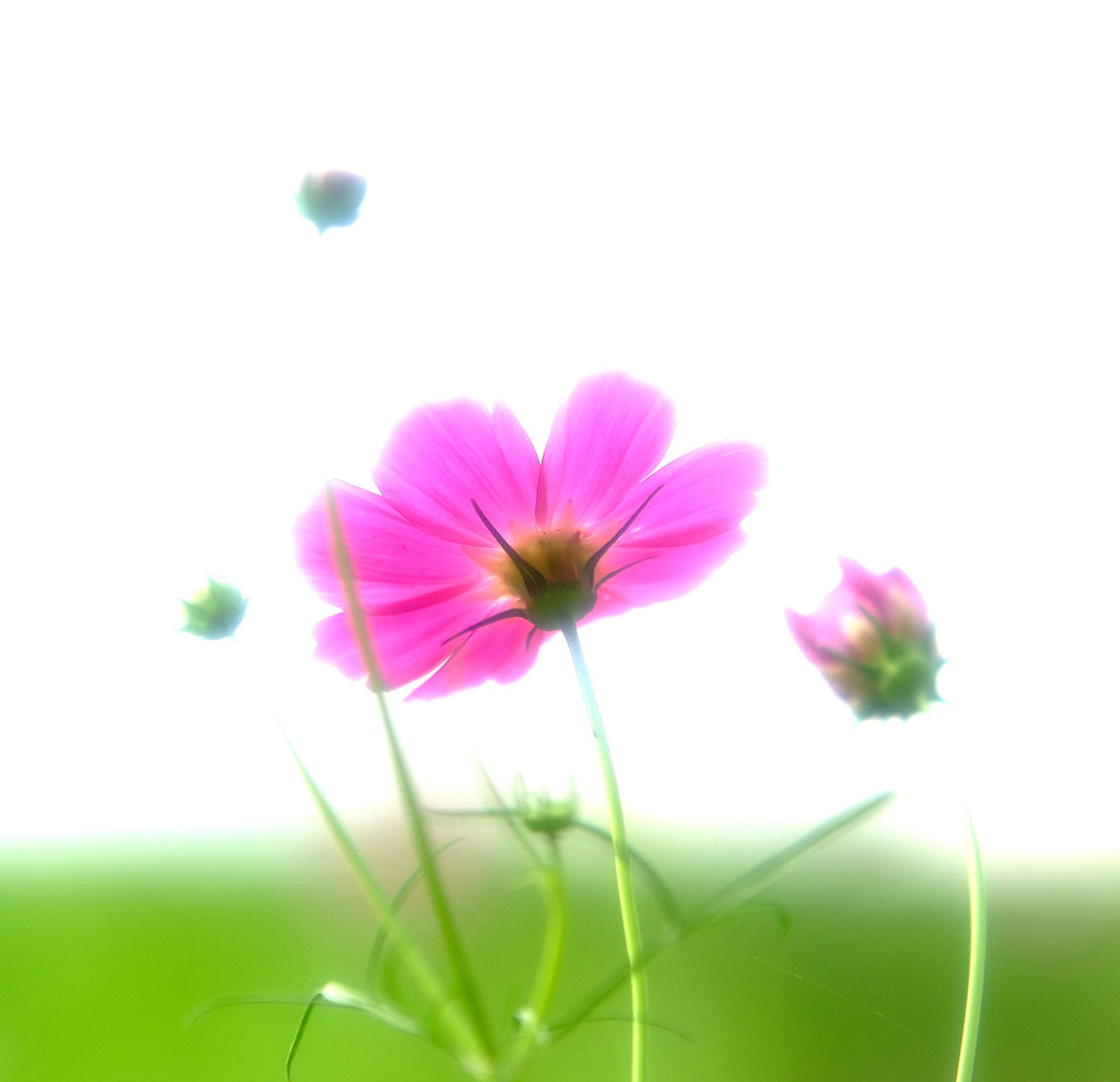 秋色・コスモス