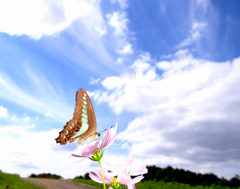 秋日和。
