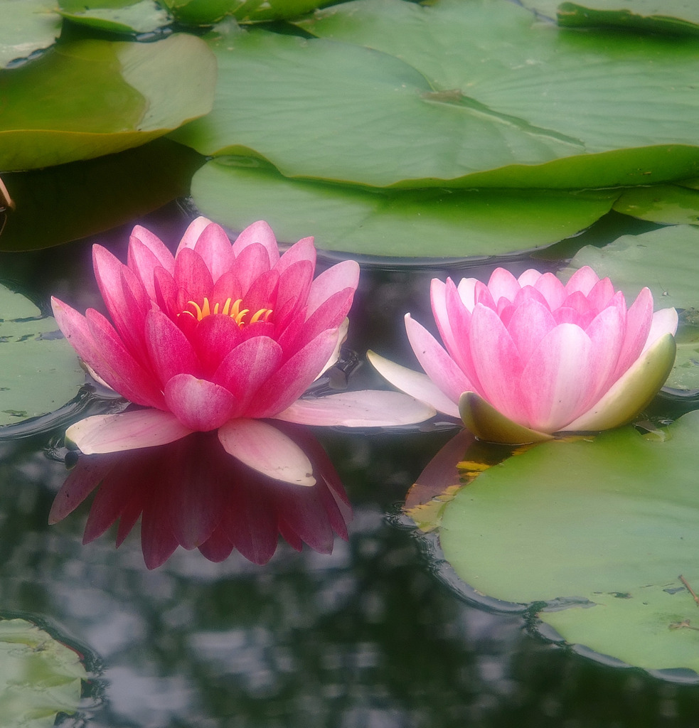 寄り添うように。