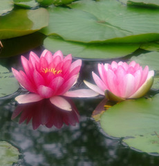 寄り添うように。