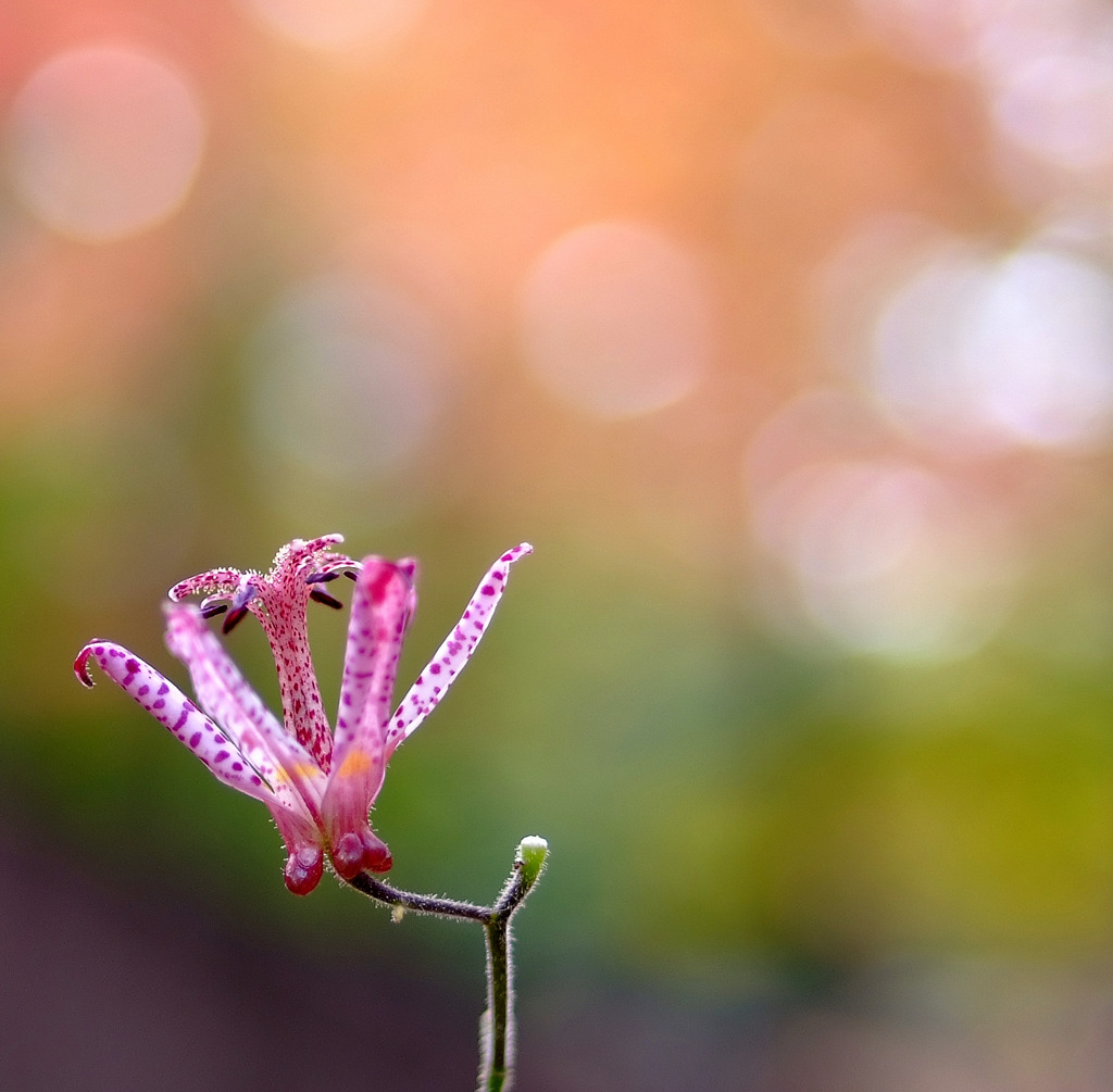 やさしい光に包まれて。。