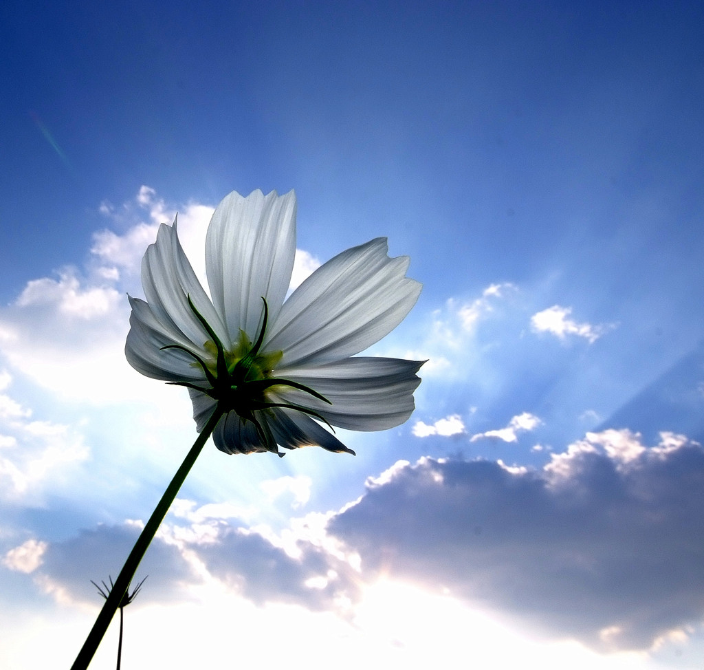 白と青の世界へ