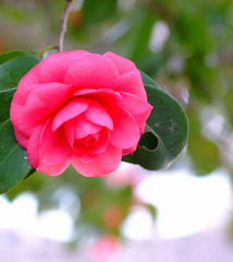 淡き気持ち。。