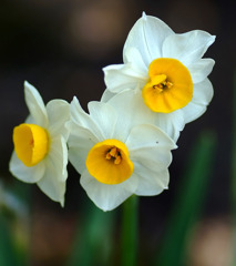 水仙　２０１１