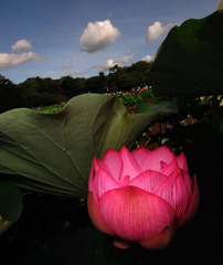 華。。