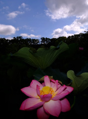 幻想の花　３