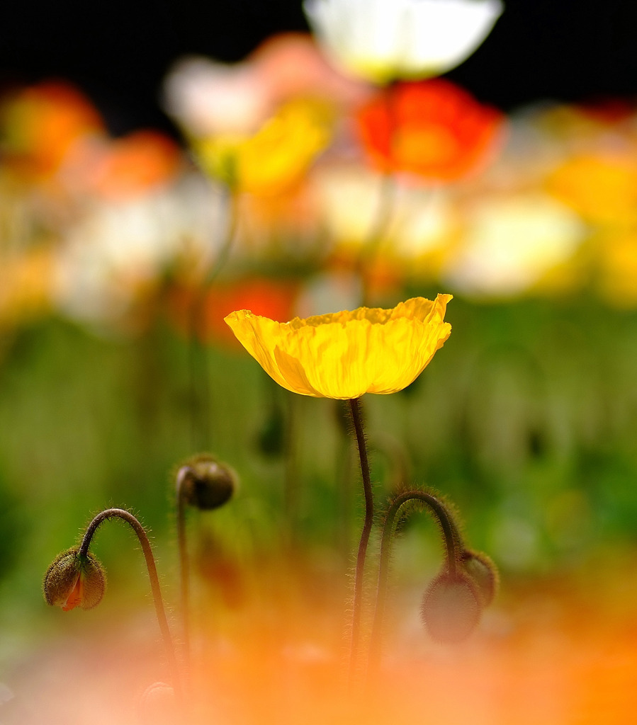 ポピーの咲く頃