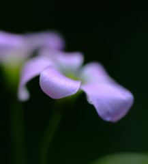 ひっそりと咲いてます。。