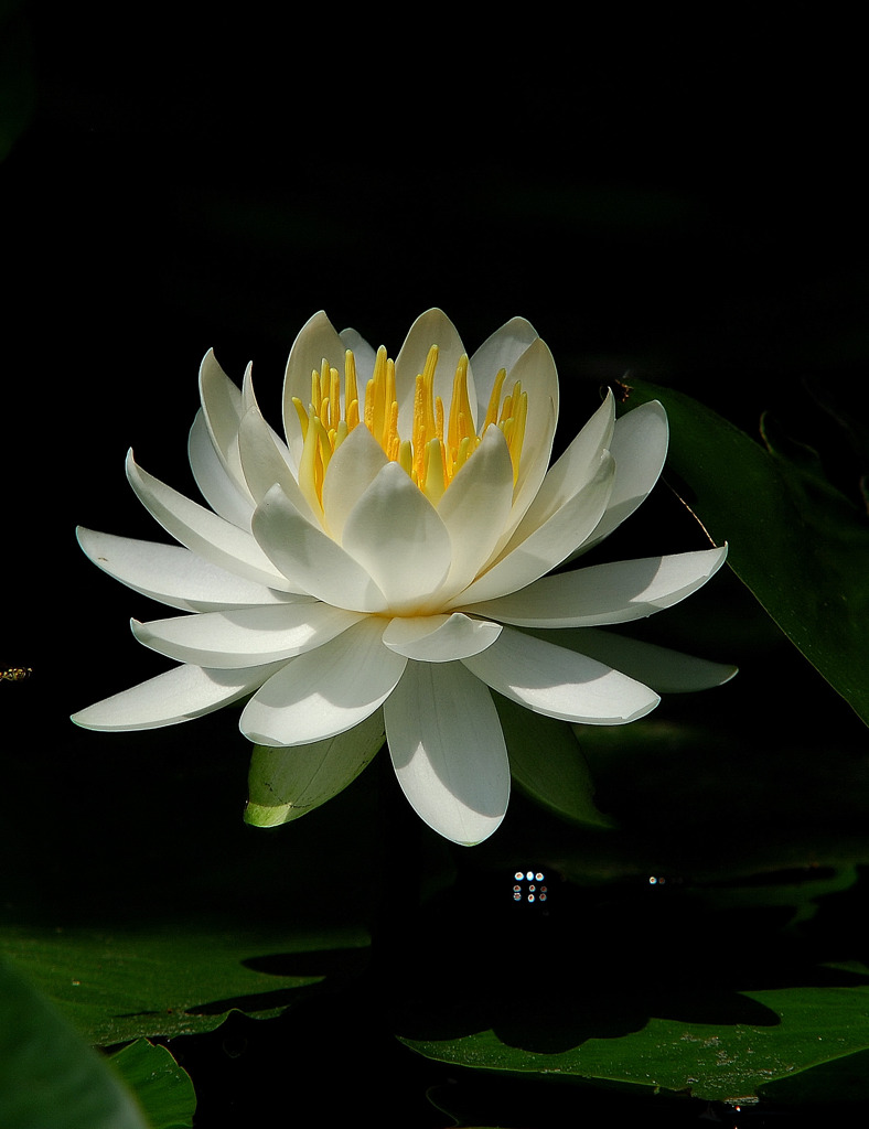 睡蓮　２０１０