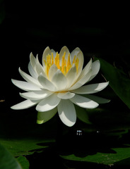 睡蓮　２０１０