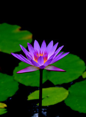 睡蓮　０８１５