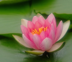 睡蓮便り・（華）