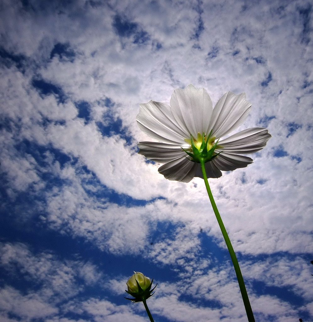 秋日和・コスモス