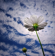 秋日和・コスモス