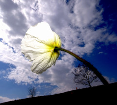 春の恵み（３）