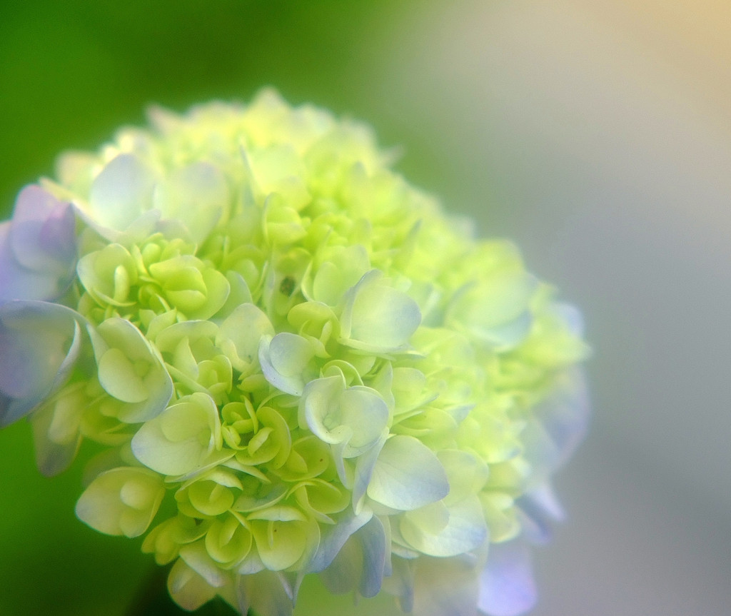 彩・紫陽花