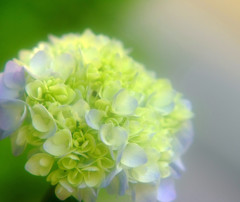 彩・紫陽花