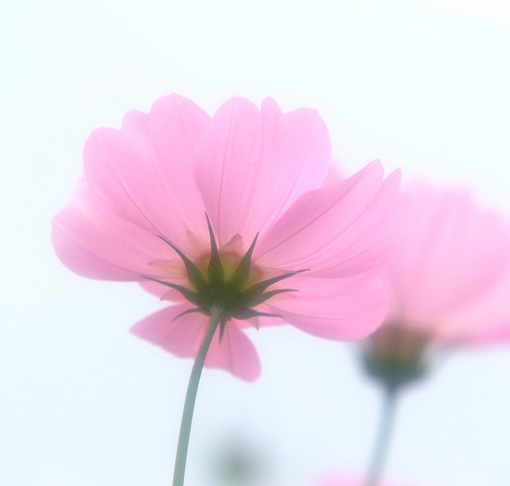 秋物語ーコスモス